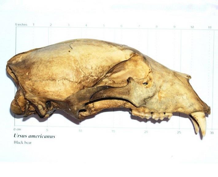 Bear skull side view