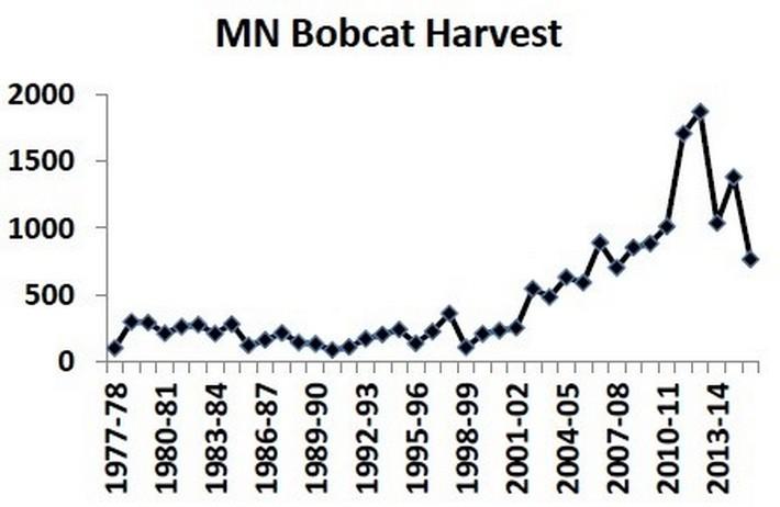 Graph of MN bobcat harvest from 1977 - 2014