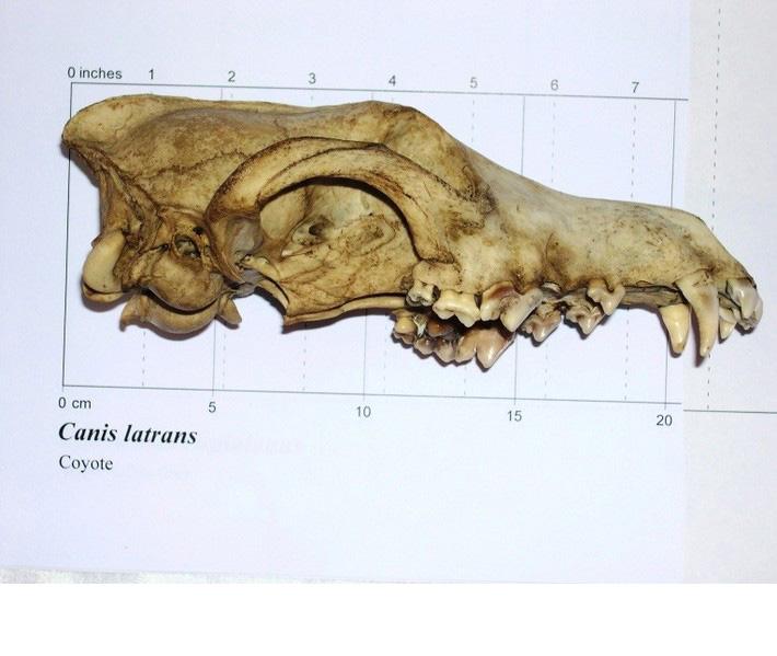 Coyote skull side view