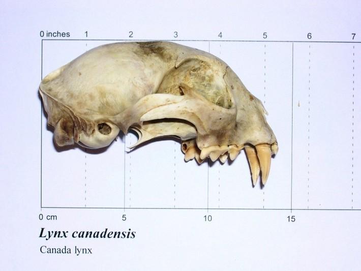 Side view of lynx skull
