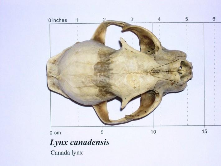 Top view of lynx skull