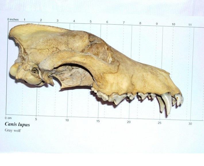 Side view of wolf skull