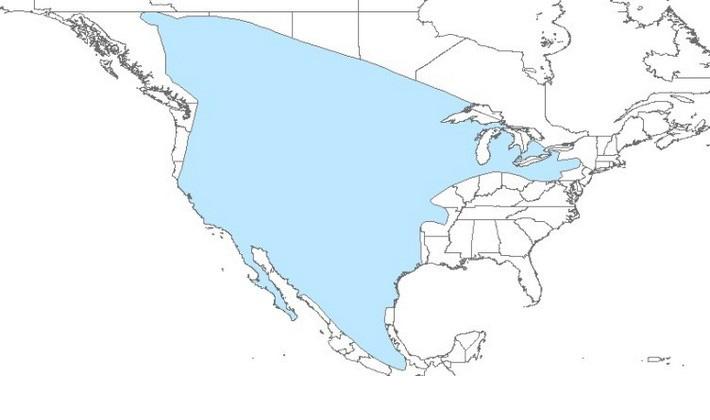 Line art of North Amercia with badger range highlighted in blue
