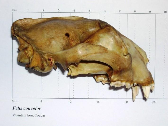 Cougar skull side view