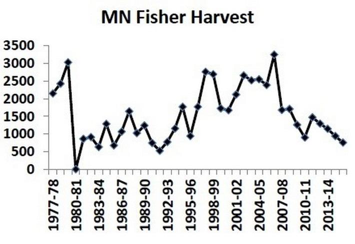 Graph of Minnesota Fisher harvest data from 1977 - 2014