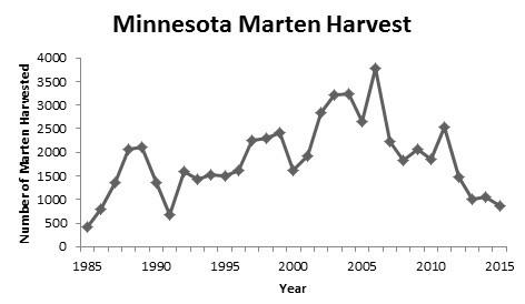 Graph of Marten harvest data from 1985 -2015 in MN