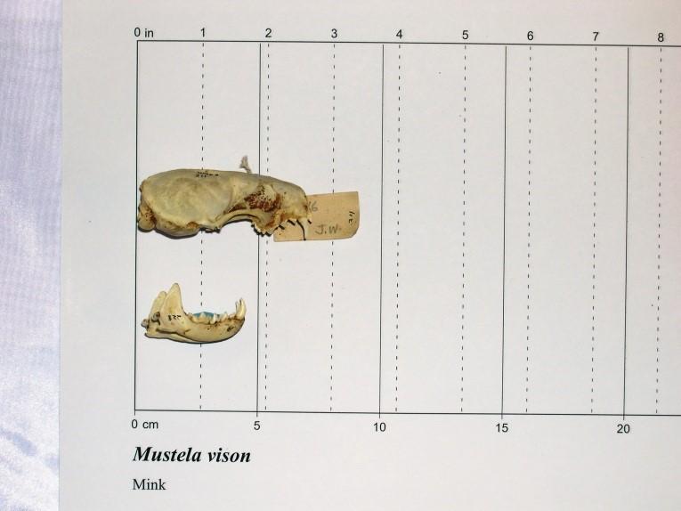 Side veiw of mink skull