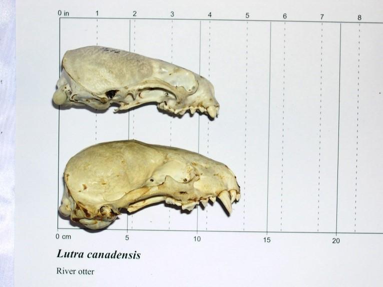 Side view of otter skull