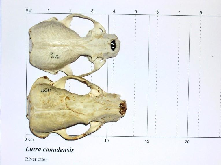 Top view of otter skull