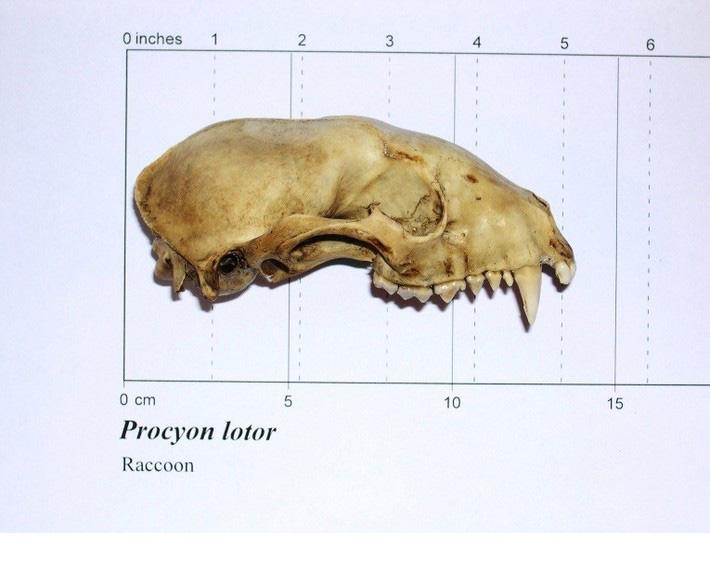 Side view of raccoon skull