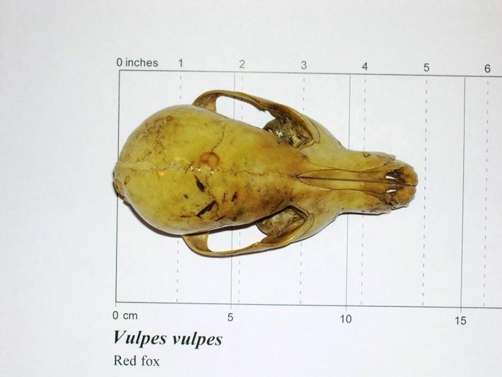 Top view of red fox skull