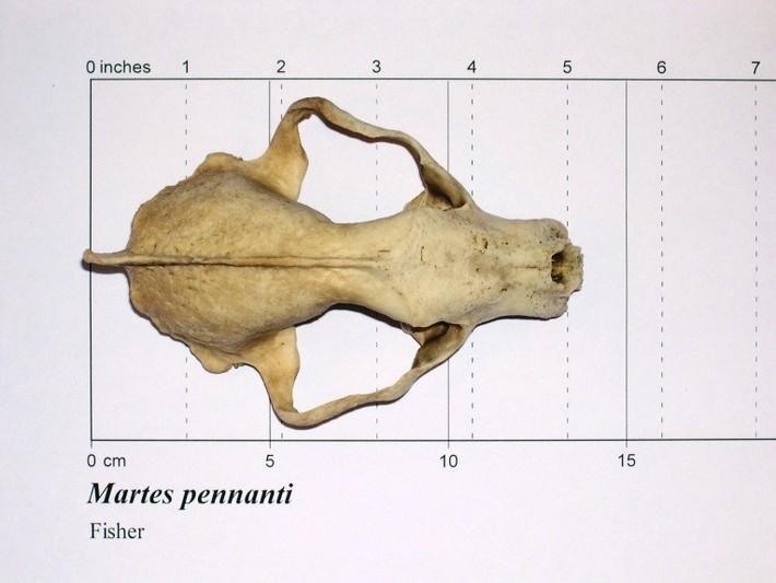 Top view of fisher skull