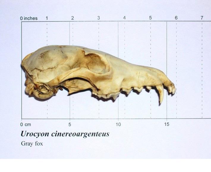 Side view of grey fox skull