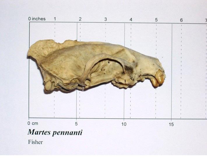 Side view of fisher skull