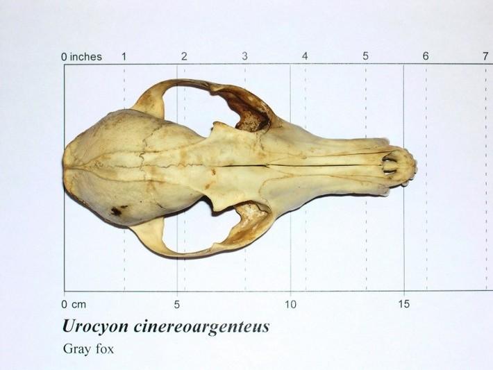 Top view of grey fox skull