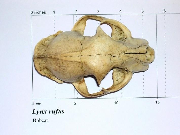 Bobcat skull top view