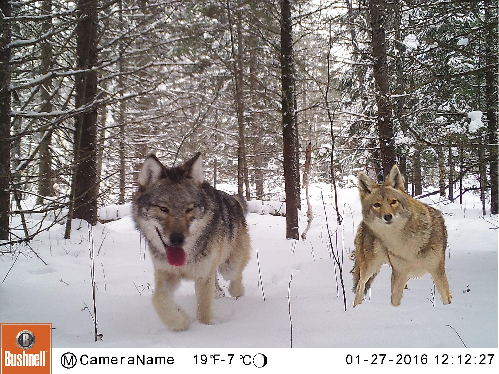 Front view of wolf and coyote in snowy woods