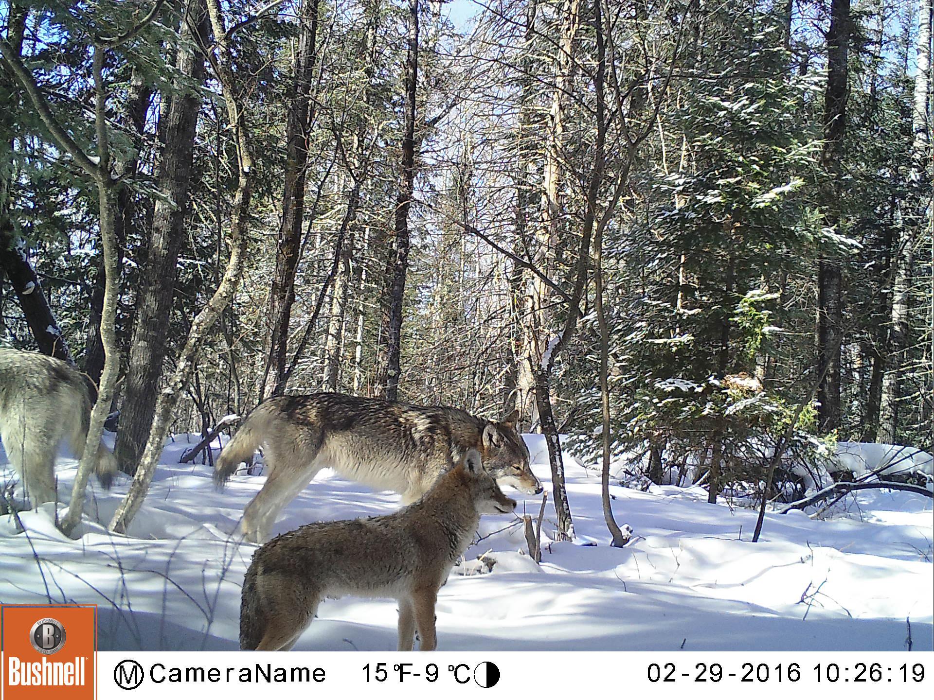 Side view of wolf and coyote in snowy woods