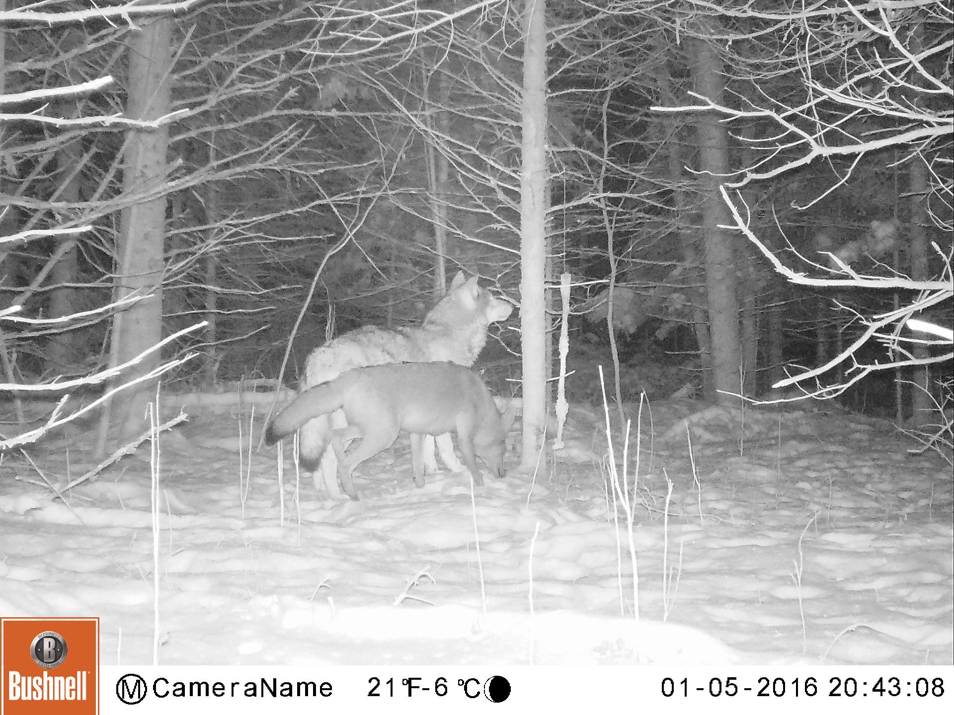 Side view of wolf and coyote in snowy woods at night on trail camera