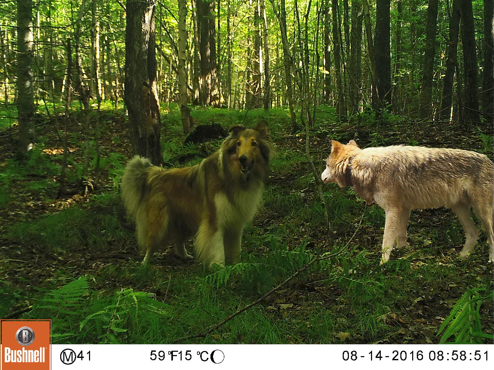 Side view of wolf and large dog in woods