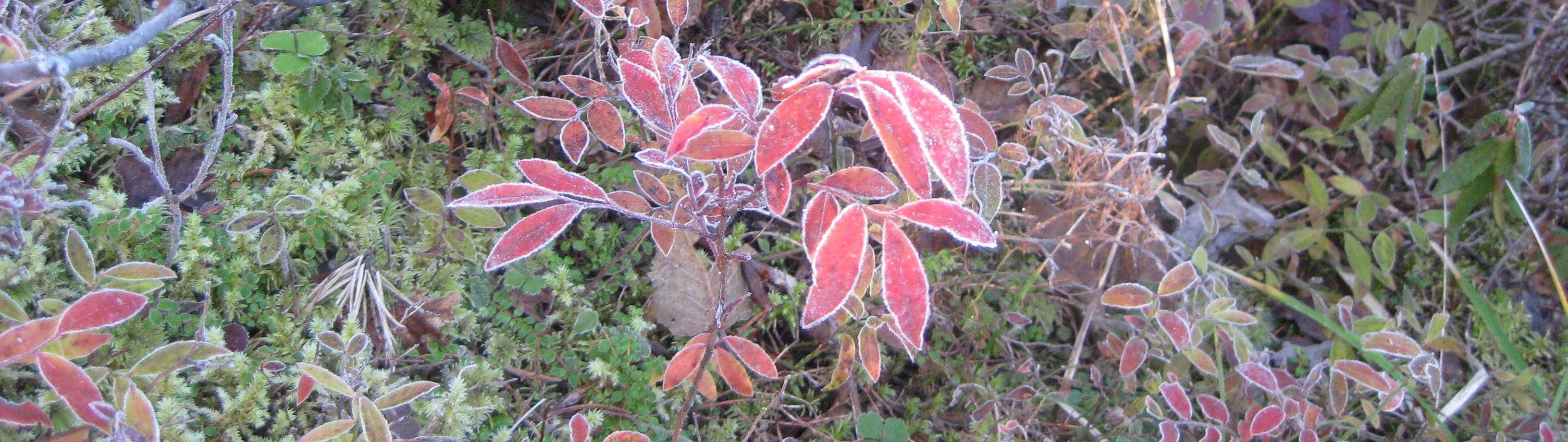 Red forest floor vegetation with frost on edges of leaves