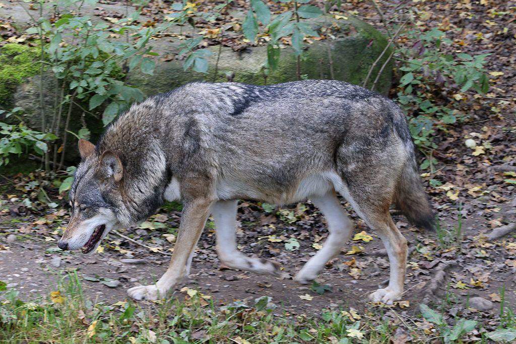 Wolf (Canis lupus) | Minnesota Mammals | UMN Duluth