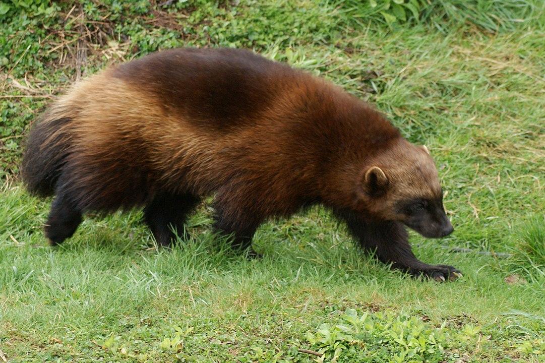 Wolverine (Gulo gulo) | Minnesota Mammals | UMN Duluth