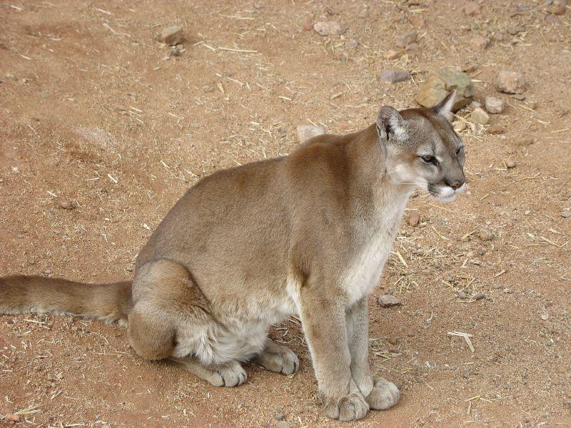 Cougar (Puma concolor) | Minnesota Mammals | UMN Duluth