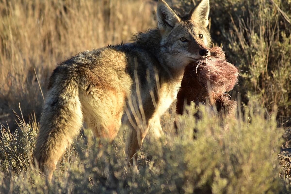 Coyote Canis Latrans Minnesota Mammals Umn Duluth