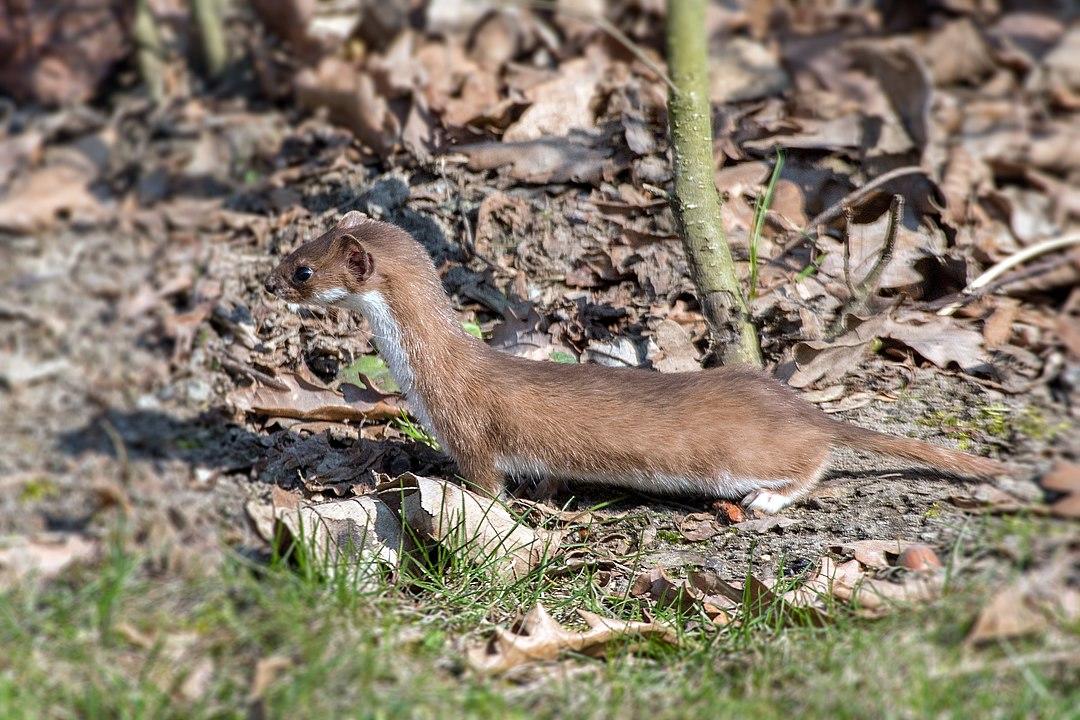 Least Weasel (Mustela nivalis) | Minnesota Mammals | UMN Duluth