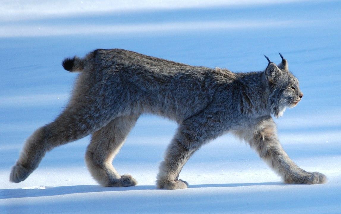 Lynx Lynx Canadensis Minnesota Mammals Umn Duluth