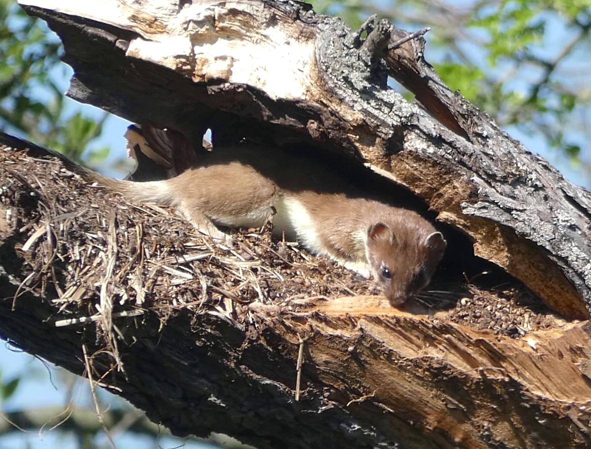 Ermine (Short-tailed Weasel; Mustela erminea) | Minnesota Mammals | UMN  Duluth