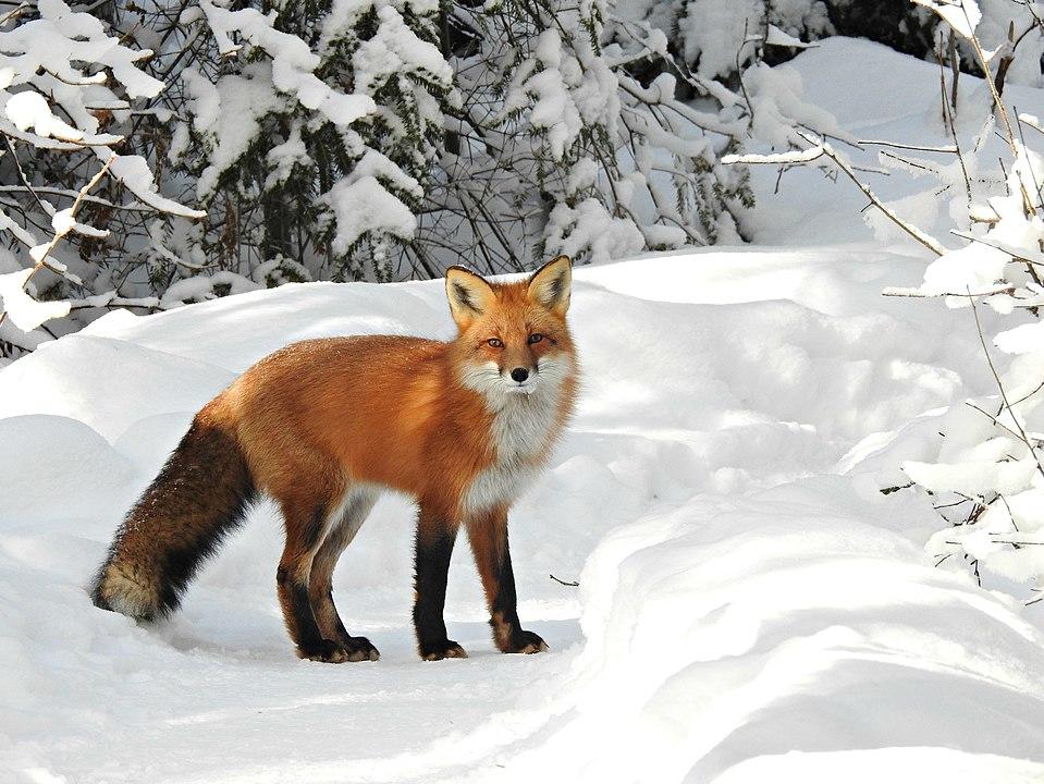 Red Fox (Vulpes vulpes) | Minnesota Mammals | UMN Duluth